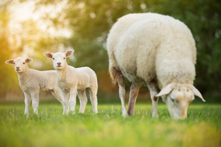 Pair of lambs with their mother on grass.